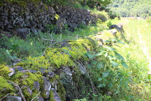 石墙旁的绿意盎然