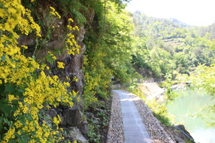 山间繁花伴小径