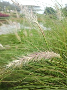 湖畔摇曳的翠绿狗尾草