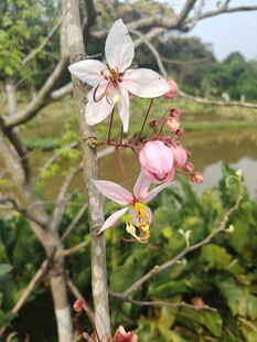 枝头绽放的美丽粉色花朵