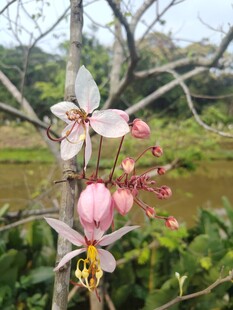 枝头绽放的亮丽花朵
