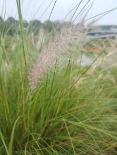 田野中的粉白羽状草