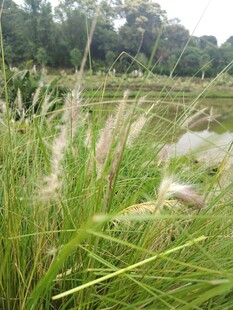 田野中的蓬勃绿色蒲苇