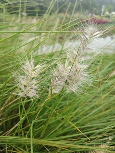 田野中的白色蒲苇