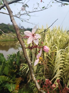 湖畔绽放的娇艳粉色花朵
