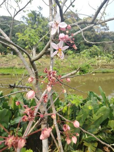 枝头绽放的粉嫩春日花朵