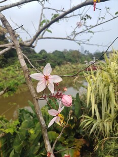 枝头绽放的娇艳花卉