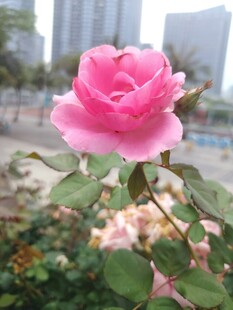 娇艳粉色玫瑰绽放城市边