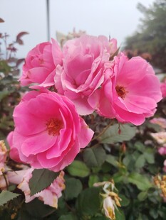 娇艳粉色月季花绽放