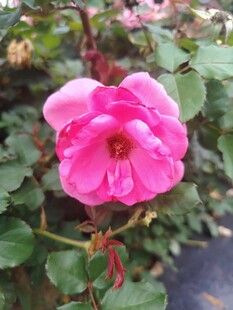 娇艳粉色蔷薇花