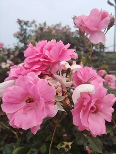 娇艳粉色月季花绽放