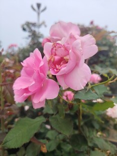 娇艳粉色月季花绽放