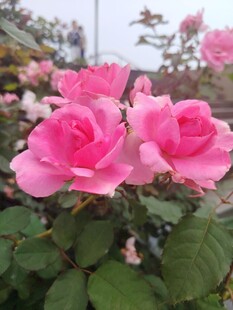 娇艳粉色玫瑰绽放