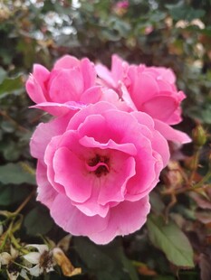 娇艳粉色月季花绽放