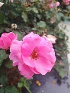 娇艳粉色月季花绽放