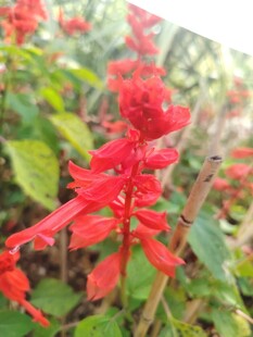 鲜艳红花朵绽放绿叶间