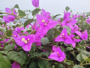 绽放的紫色三角梅