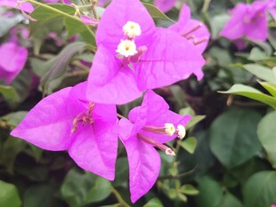 娇艳三角梅绽放