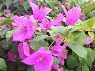 娇艳三角梅绽放生机