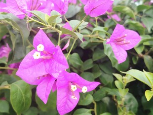 娇艳三角梅绽放