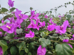 绽放的紫色三角梅