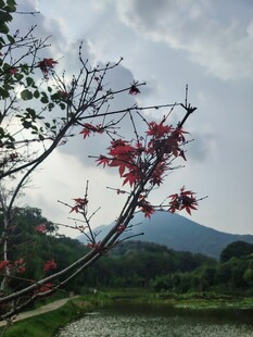 湖畔红枝映远山