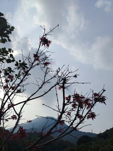 枝头红叶映远山