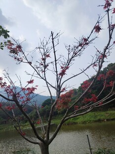 湖畔绽放的艳丽花枝