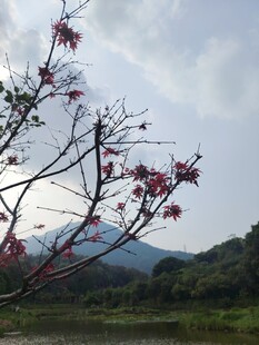 山间绽放的艳丽花枝