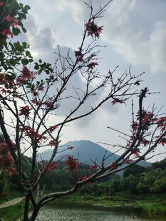 湖畔红枝映远山
