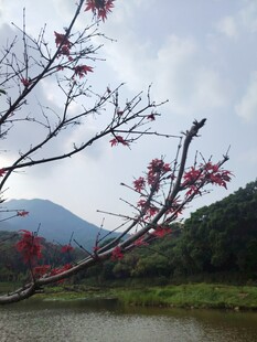 湖畔花枝绽