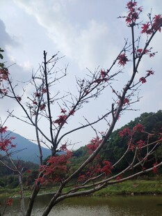湖畔红树枝桠绽芳华