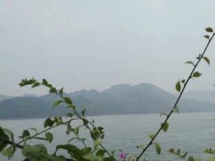 湖畔植物与远山景致