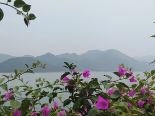 湖畔繁花与远山景致