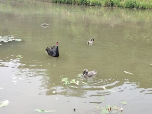 池塘中戏水的鸭子