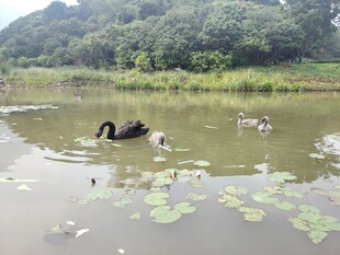 池塘中悠游的黑天鹅