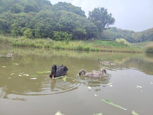 水中动物嬉戏场景