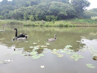 湖中游弋的黑天鹅与野鸭