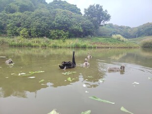 湖畔黑天鹅与群鸟嬉戏