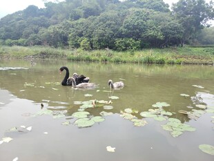 湖中游弋的黑天鹅与幼崽
