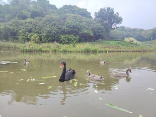 池塘中优雅的黑天鹅