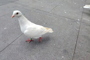 白鸽