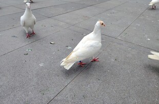 广场上的几只白色鸽子
