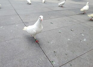 广场上的白鸽