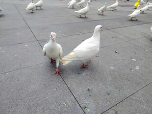 广场上的白鸽
