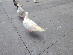 广场上漫步的几只白鸽