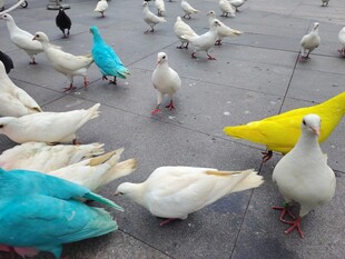 多彩鸽子聚集地面