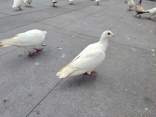 广场上的白鸽