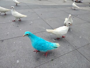 蓝羽白鸽漫步于广场