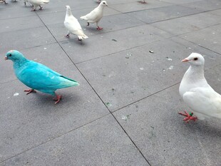 地面上的多彩鸽子